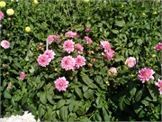 Mai - 4. Sept. O5086